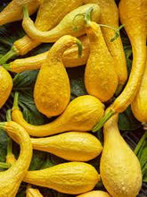 Crooked neck Squash