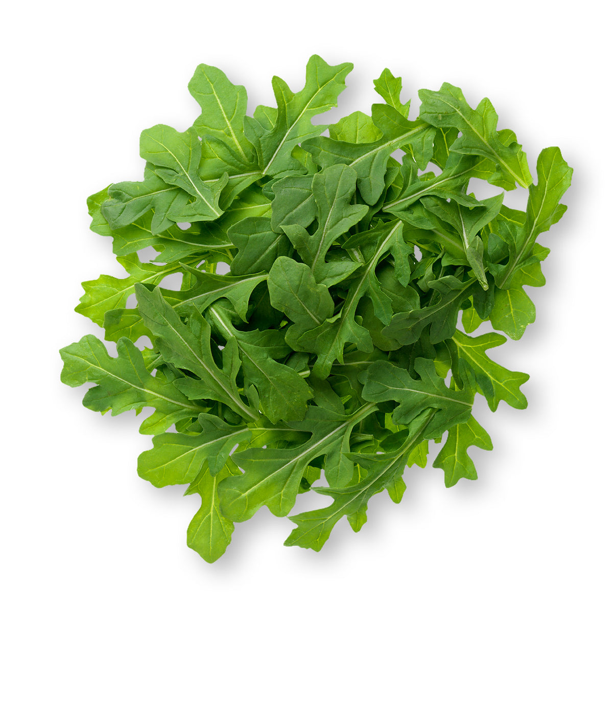 Arugula lettuce