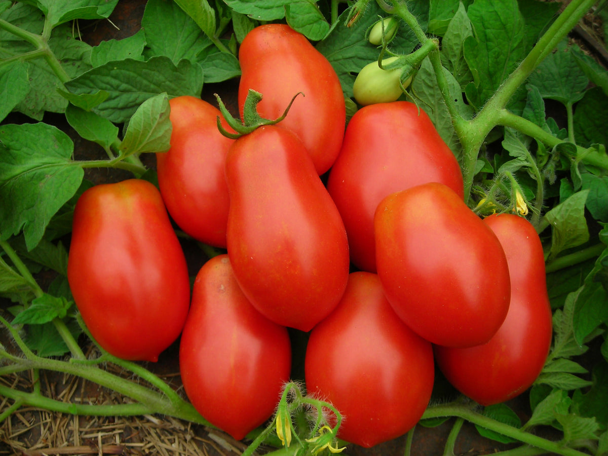 Roma Tomato