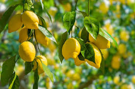Lemons