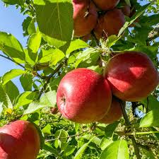 Fuji Apple