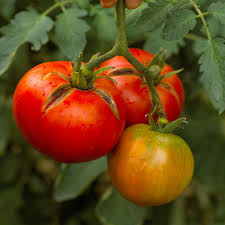 Roma Tomato